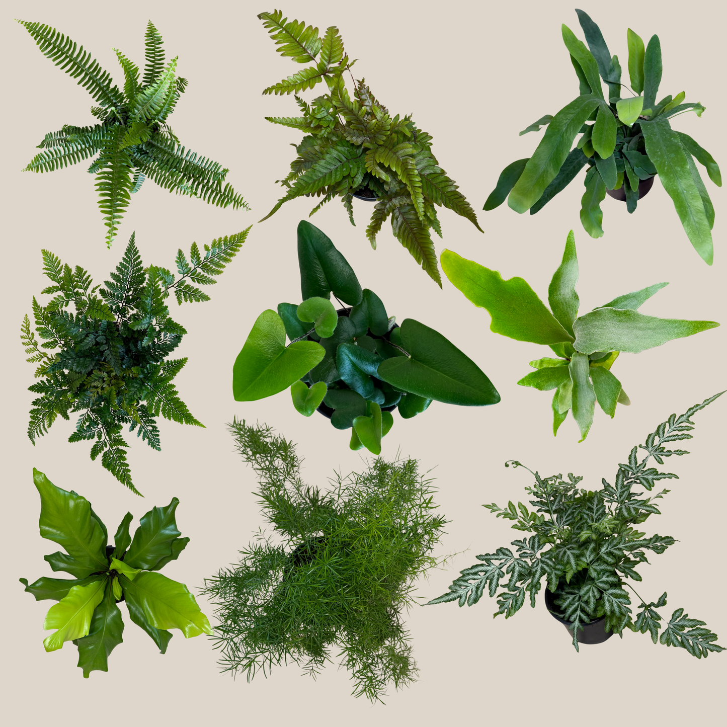Mystery Ferns 2 Pack - 4 Inch Indoor Houseplants