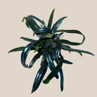 Blue Oil Fern (Microsorum Thailandicum) - 4 Inch Indoor Houseplant