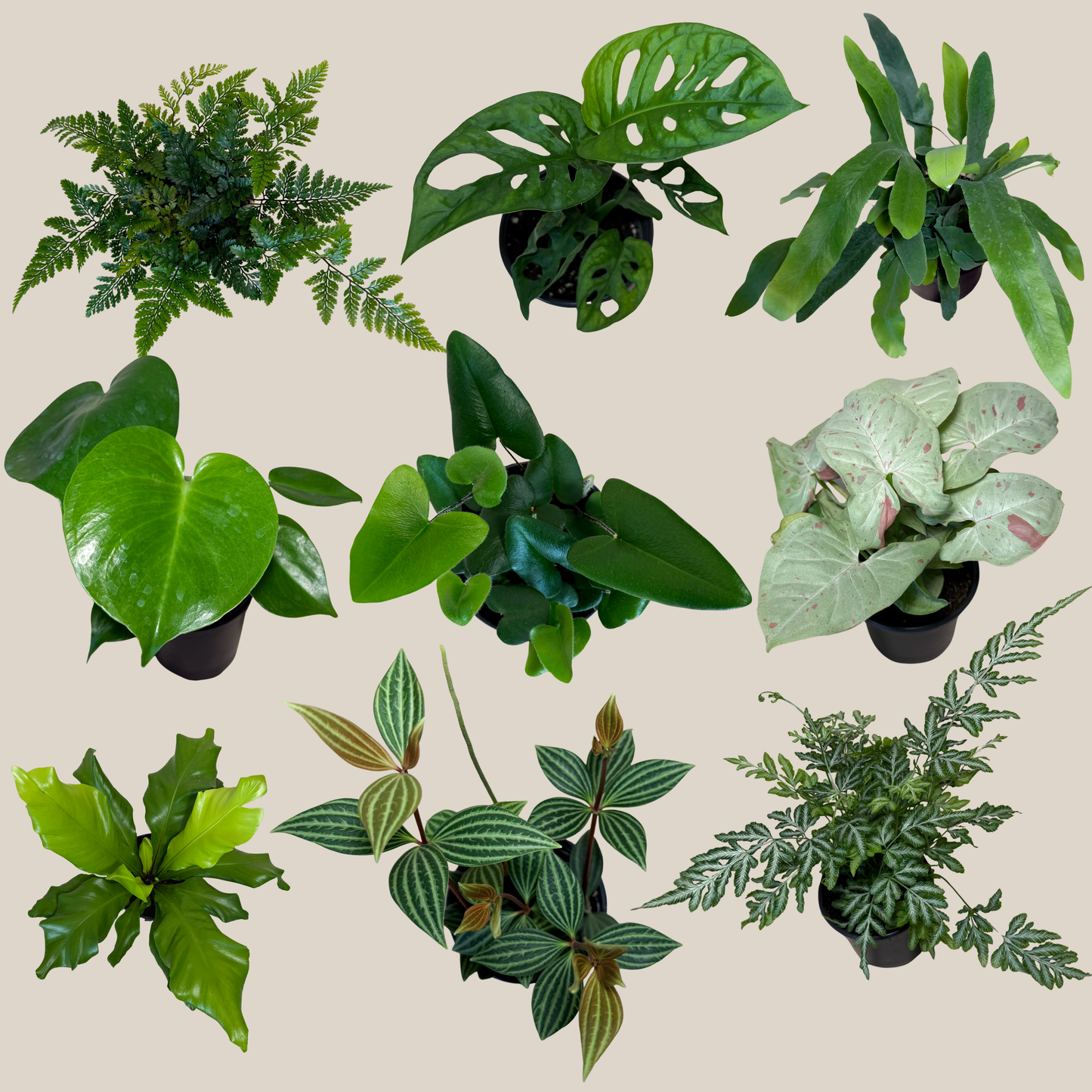 Fern & Foliage Mystery Houseplant 2 Pack - 4 Inch Indoor Houseplants