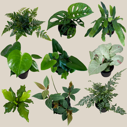 Fern & Foliage Mystery Houseplant 4 Pack - 4 Inch Indoor Houseplants