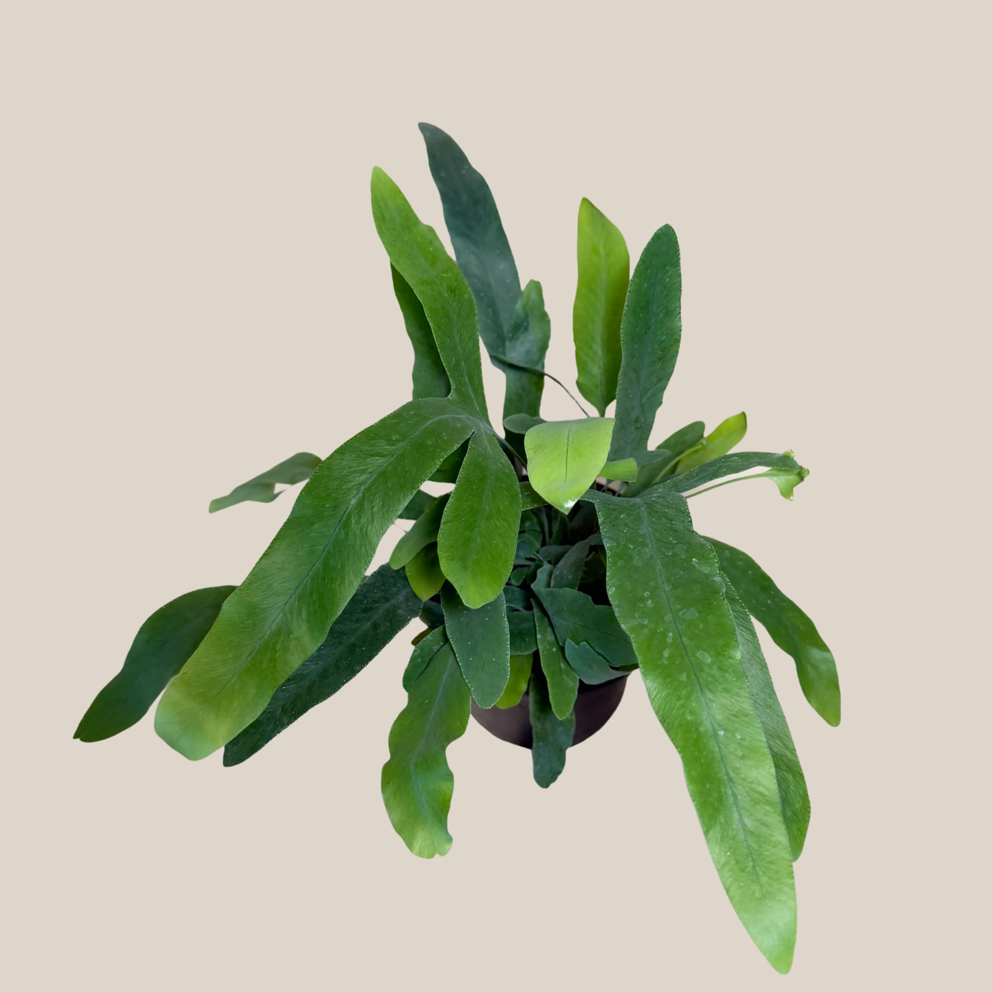 Blue Star Footed Fern (Phlebodium Aureum 'Blue Star') - 4 Inch Indoor Houseplant