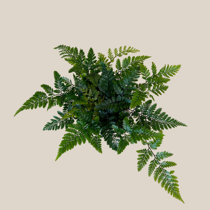 Rabbits Foot Footed Fern (Davallia Fejeensis) - 4 Inch Indoor Houseplant