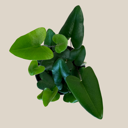 Heart Fern (Hemionitis Arifolia) - 4 Inch Indoor Houseplant