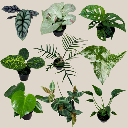 Mystery Foliage 2 Pack - 4 Inch Indoor Houseplants