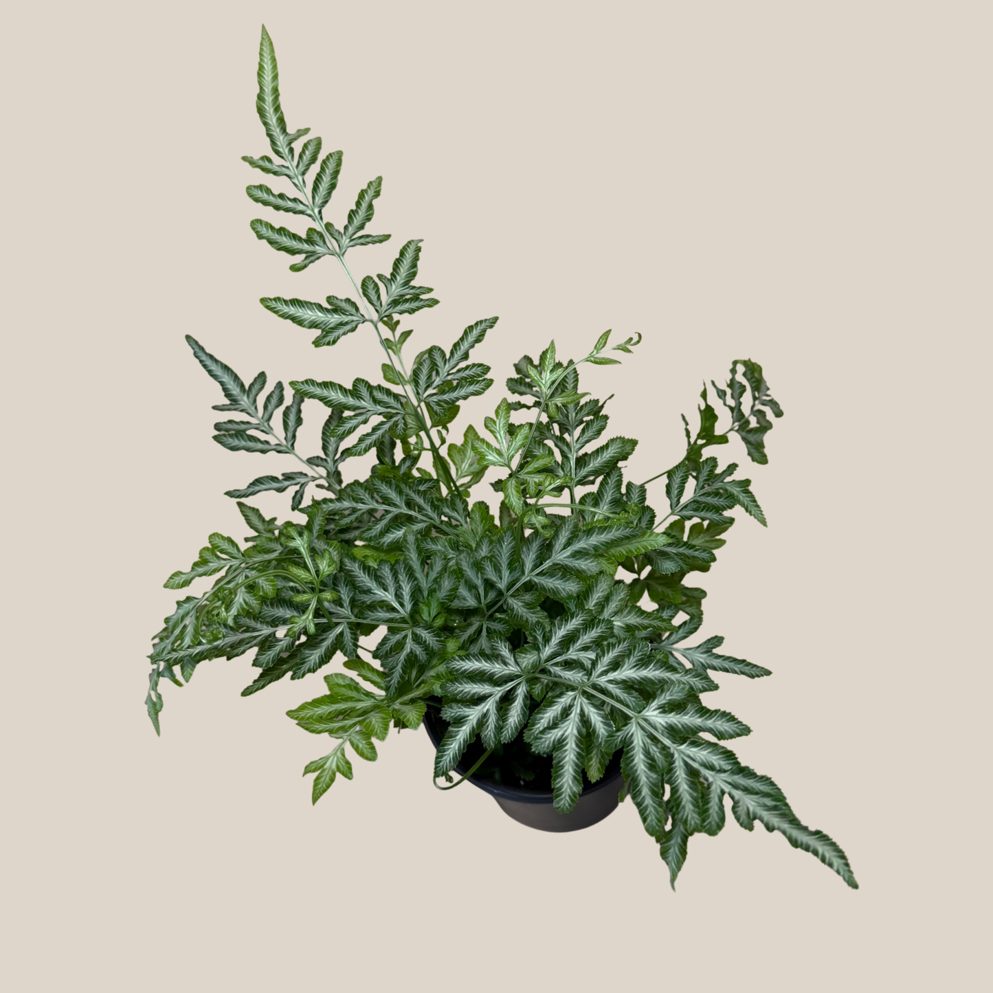 Silver Lace Fern (Pteris Ensiformis 'Evergemiensis') - 4 Inch Indoor Houseplant