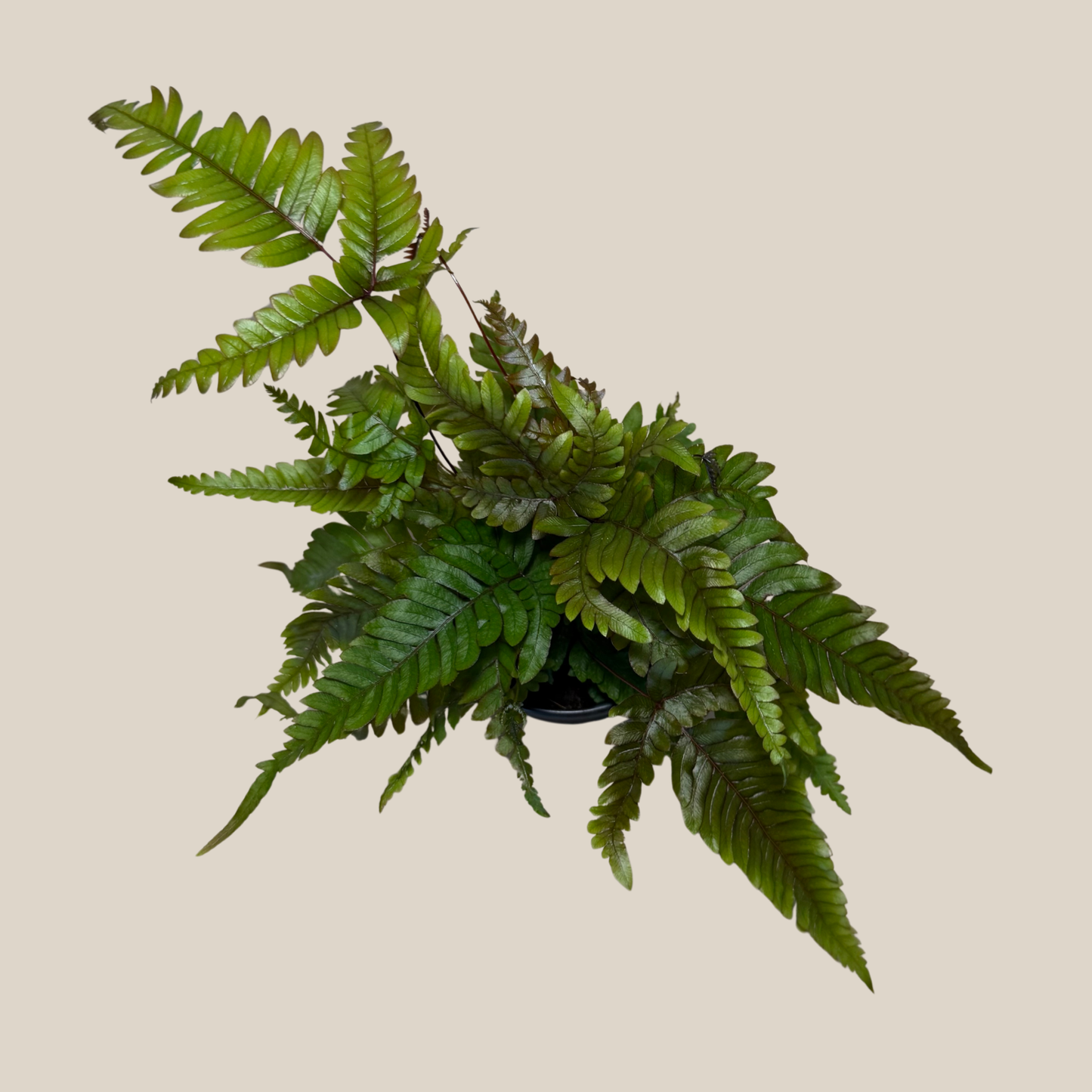 Tri-Color Fern (Pteris Quadriaurita 'Tricolor') - 4 Inch Indoor Houseplant