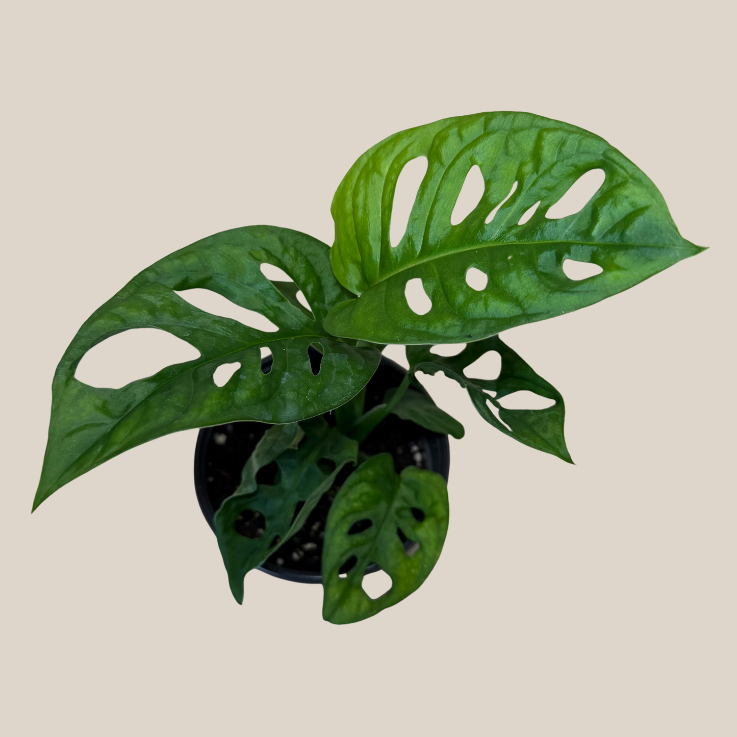 Swiss Cheese Plant (Monstera Adansonii 'Wide Form') - 4 Inch Indoor Houseplant