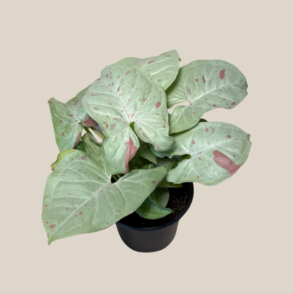 Syngonium Milk Confetti (Syngonium Podophyllum 'Milk Confetti') - 4 Inch Indoor Houseplant