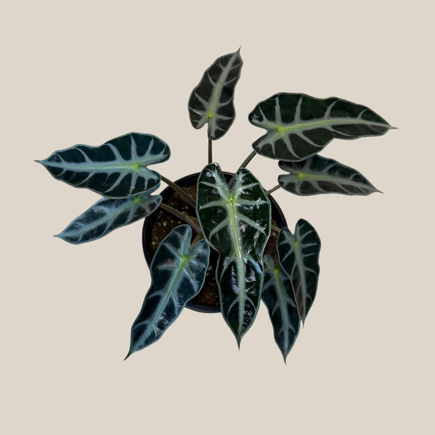 Alocasia Bambino (Alocasia Amazonica 'Bambino') - 6 Inch Indoor Houseplant
