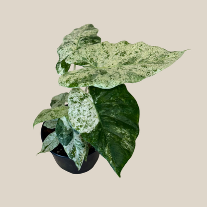 Alocasia Blizzard (Alocasia Odora 'Batik Blizzard') - 6 Inch Indoor Houseplant
