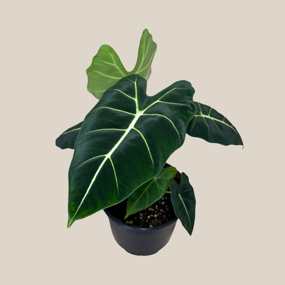 Alocasia Frydek (Alocasia Micholitziana 'Frydek') - 6 Inch Indoor Houseplant