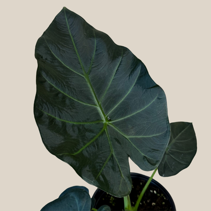 Alocasia Regal Shield (Alocasia Odora x Alocasia Reginula) - 6 Inch Indoor Houseplant