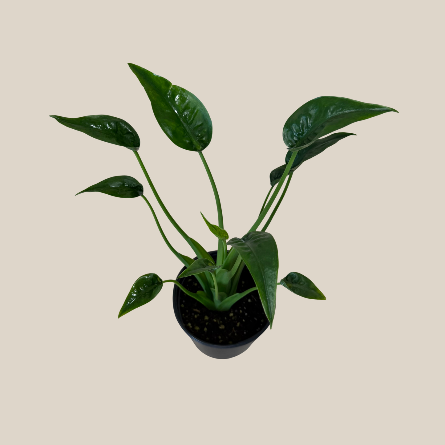 Alocasia Tiny Dancer (Alocasia Brisbanensis x Alocasia Odora 'Tiny Dancer') - 6 Inch Indoor Houseplant