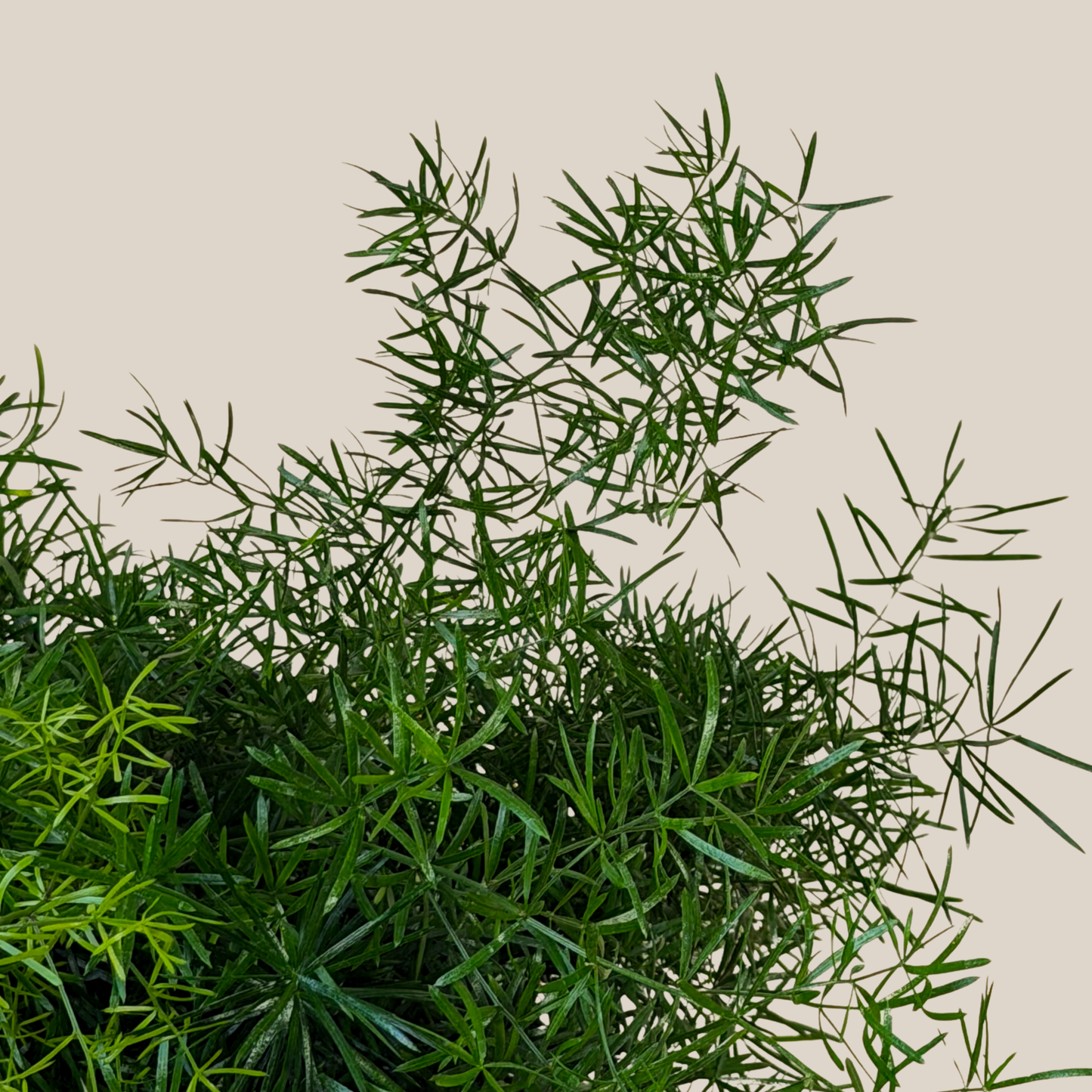 Sprenger's Asparagus Fern (Asparagus Sprengerii) - 6 Inch Indoor Houseplant