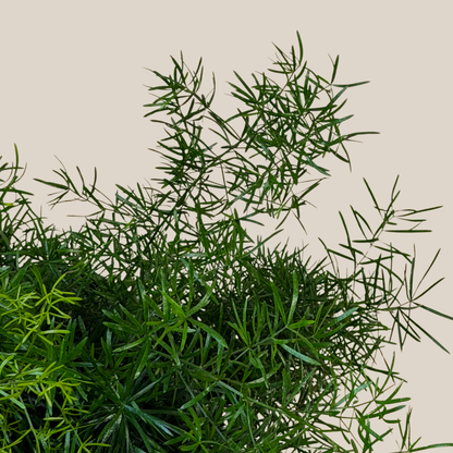 Sprenger's Asparagus Fern (Asparagus Sprengerii) - 6 Inch Indoor Houseplant