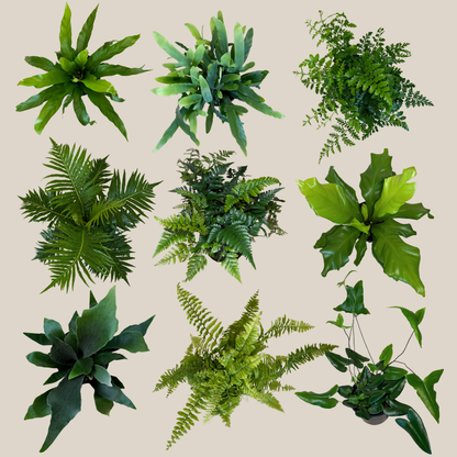 Mystery Ferns 2 Pack - 6 Inch Indoor Houseplants