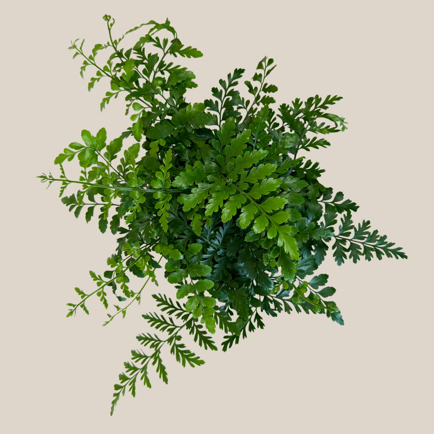 Austral Gem Fern (Doryopteris Cordata) - 6 Inch Indoor Houseplant