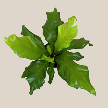 Nidus Bird's Nest Fern (Asplenium Nidus) - 6 Inch Indoor Houseplant