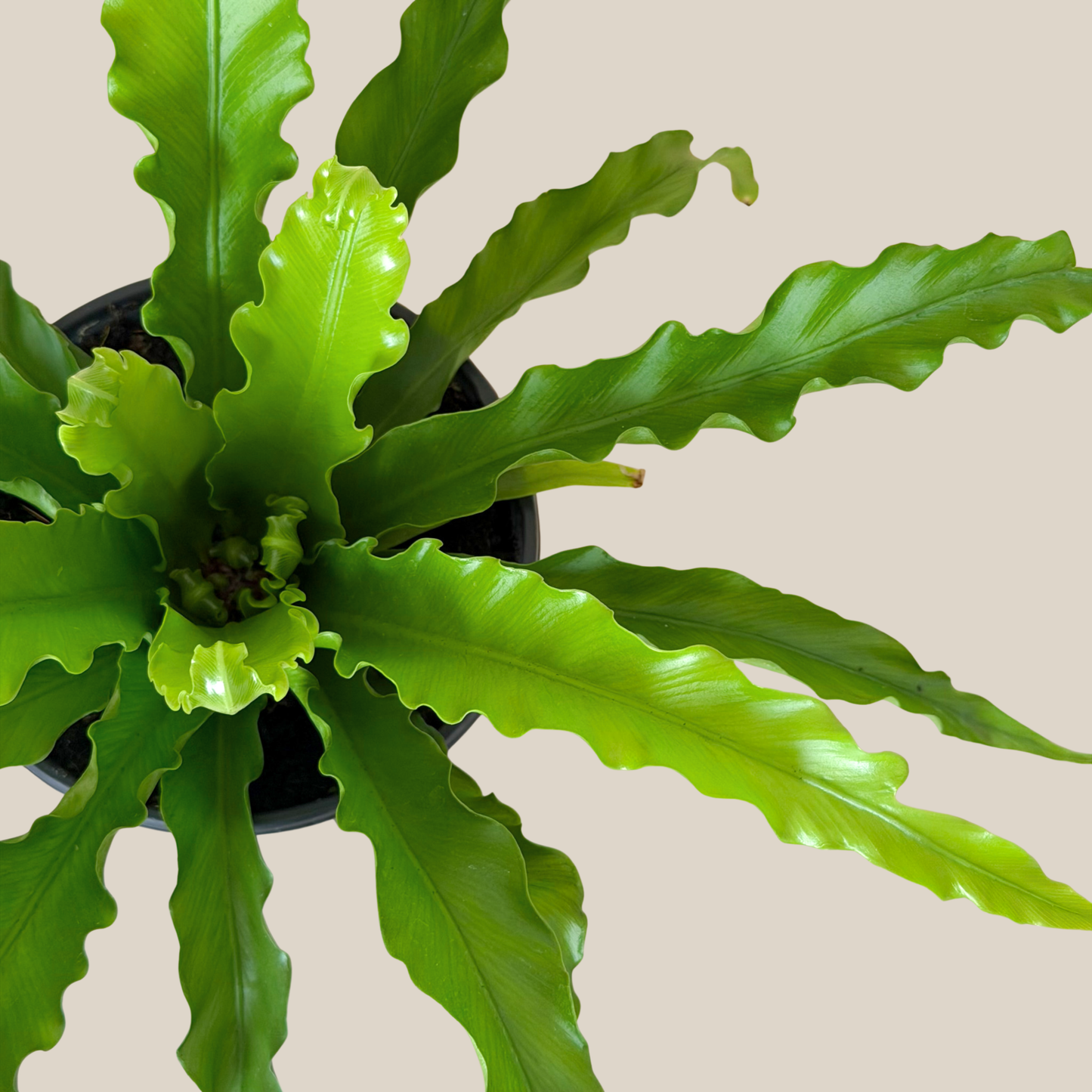 Victoria Bird's Nest Fern (Asplenium Antiquum 'Victoria') - 6 Inch Indoor Houseplant