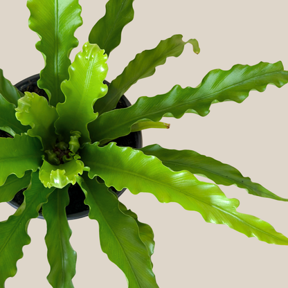 Victoria Bird's Nest Fern (Asplenium Antiquum 'Victoria') - 6 Inch Indoor Houseplant