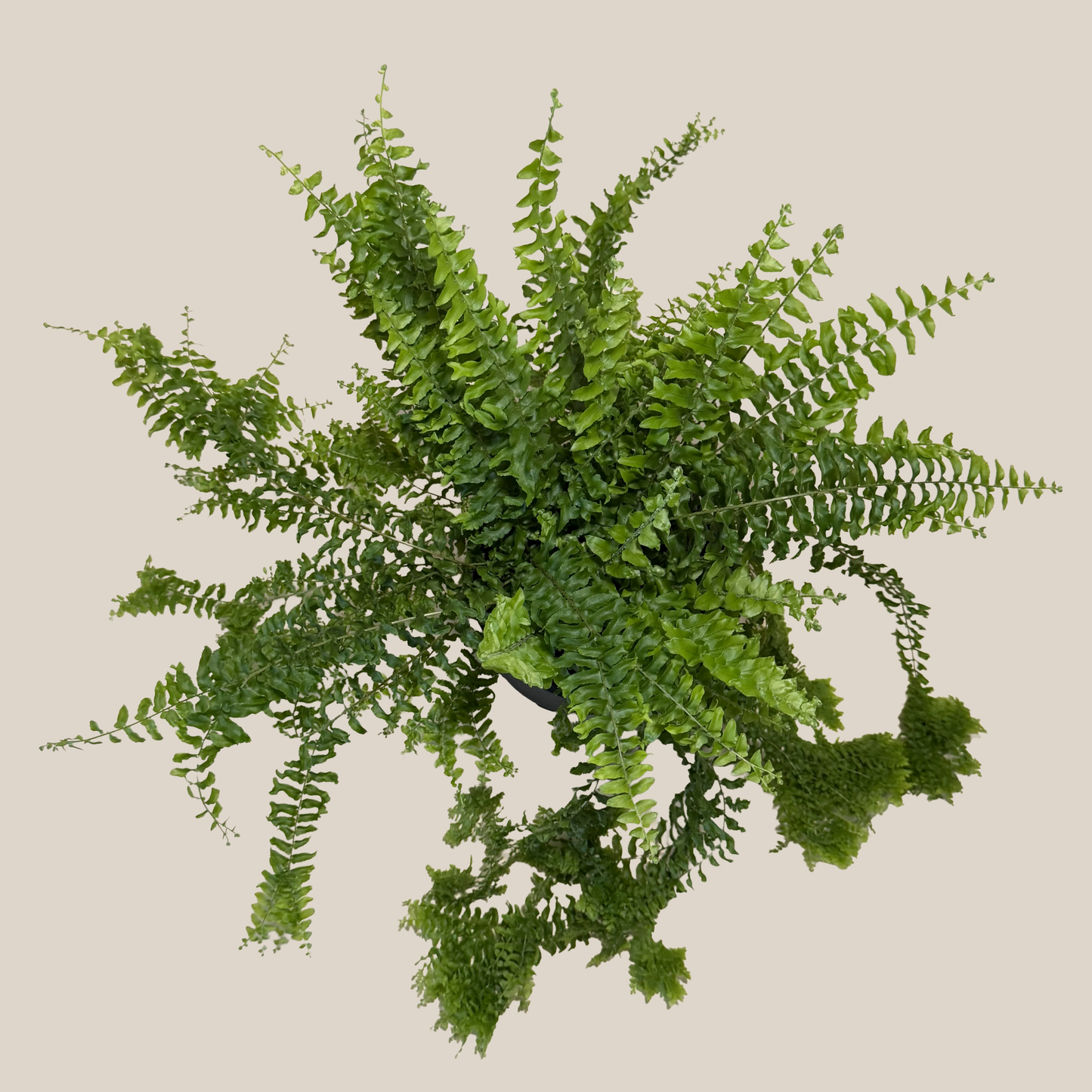 Petticoat Boston Fern (Nephrolepis Exaltata 'Petticoat') - 6 Inch Indoor Houseplant
