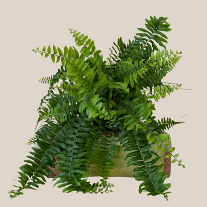 True Boston Fern (Nephrolepis Exaltata) - 6 Inch Indoor Houseplant