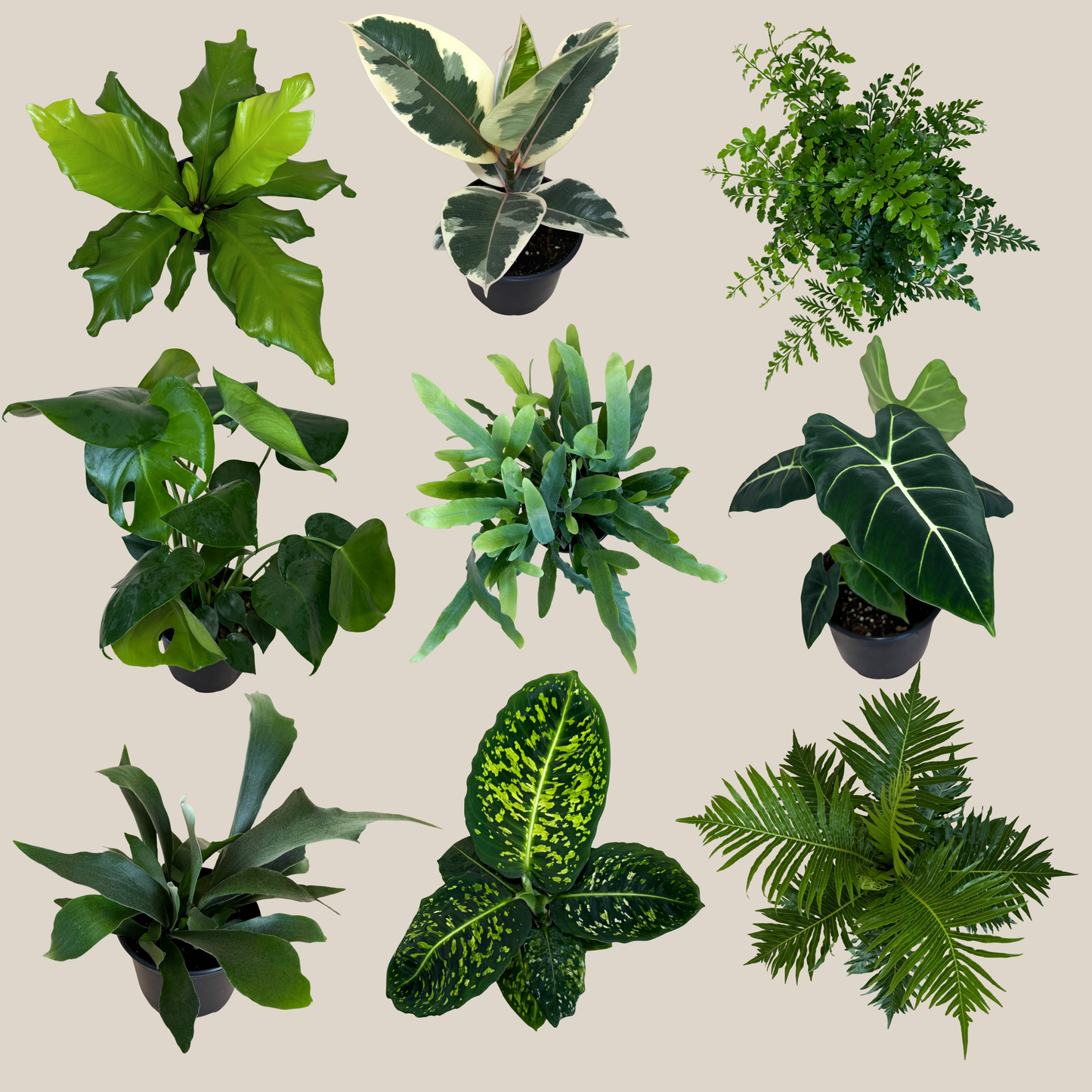 Fern & Foliage Mystery Houseplant 2 Pack - 6 Inch Indoor Houseplants