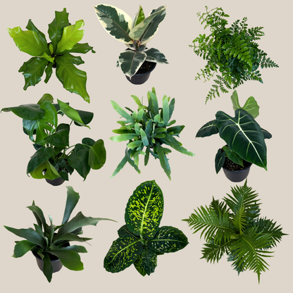 Fern & Foliage Mystery Houseplant 2 Pack - 6 Inch Indoor Houseplants