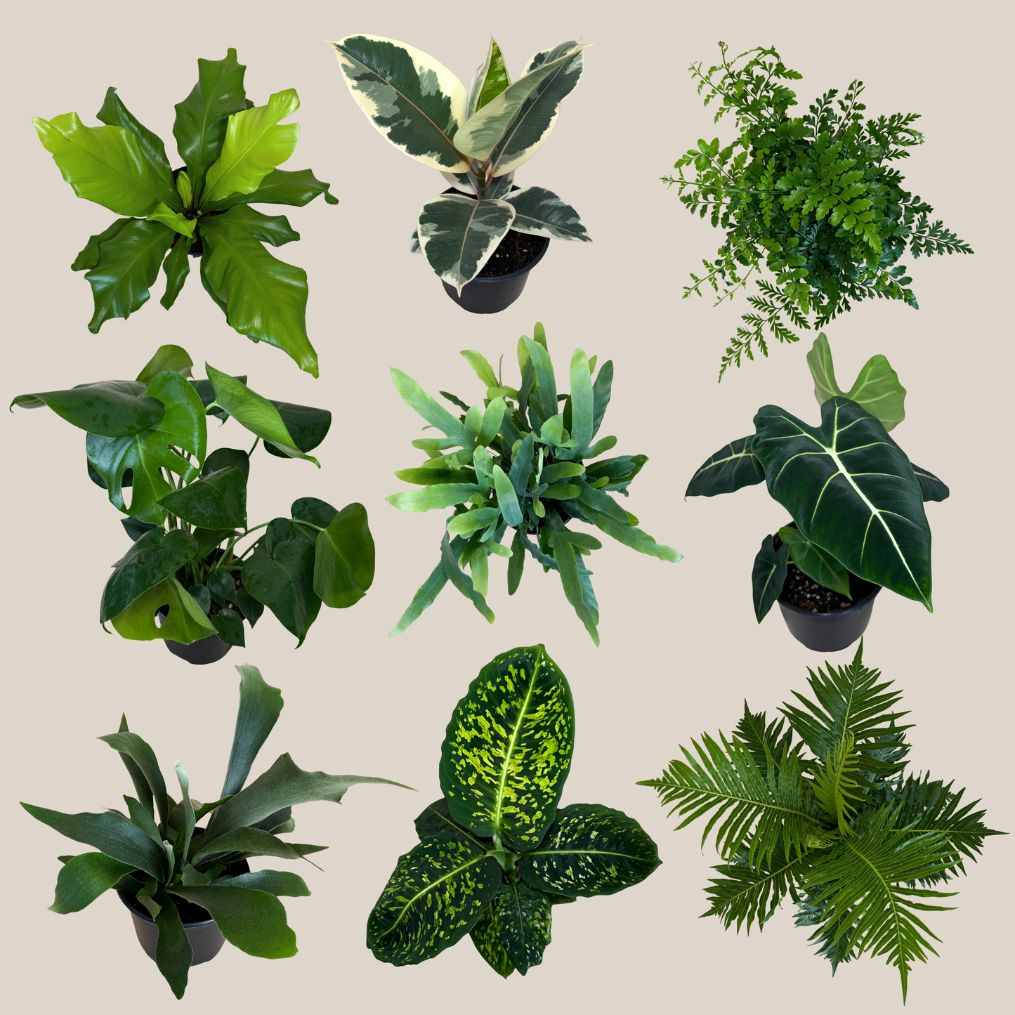 Fern & Foliage Mystery Houseplant 4 Pack - 6 Inch Indoor Houseplants
