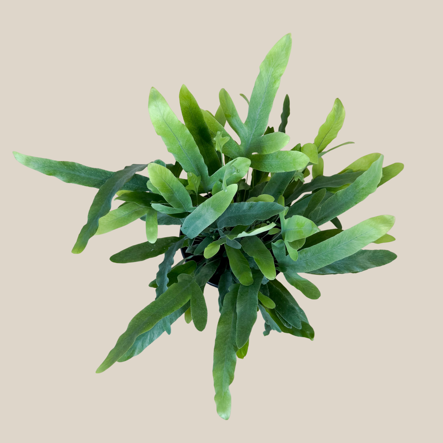 Blue Star Footed Fern (Phlebodium Aureum 'Blue Star) - 6 Inch Indoor Houseplant