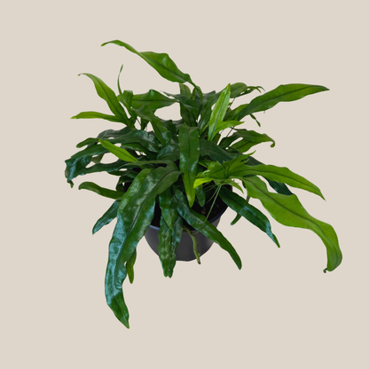 Kangaroo Paw Footed Fern (Phymatosorus Diversifolius) - 6 Inch Indoor Houseplant