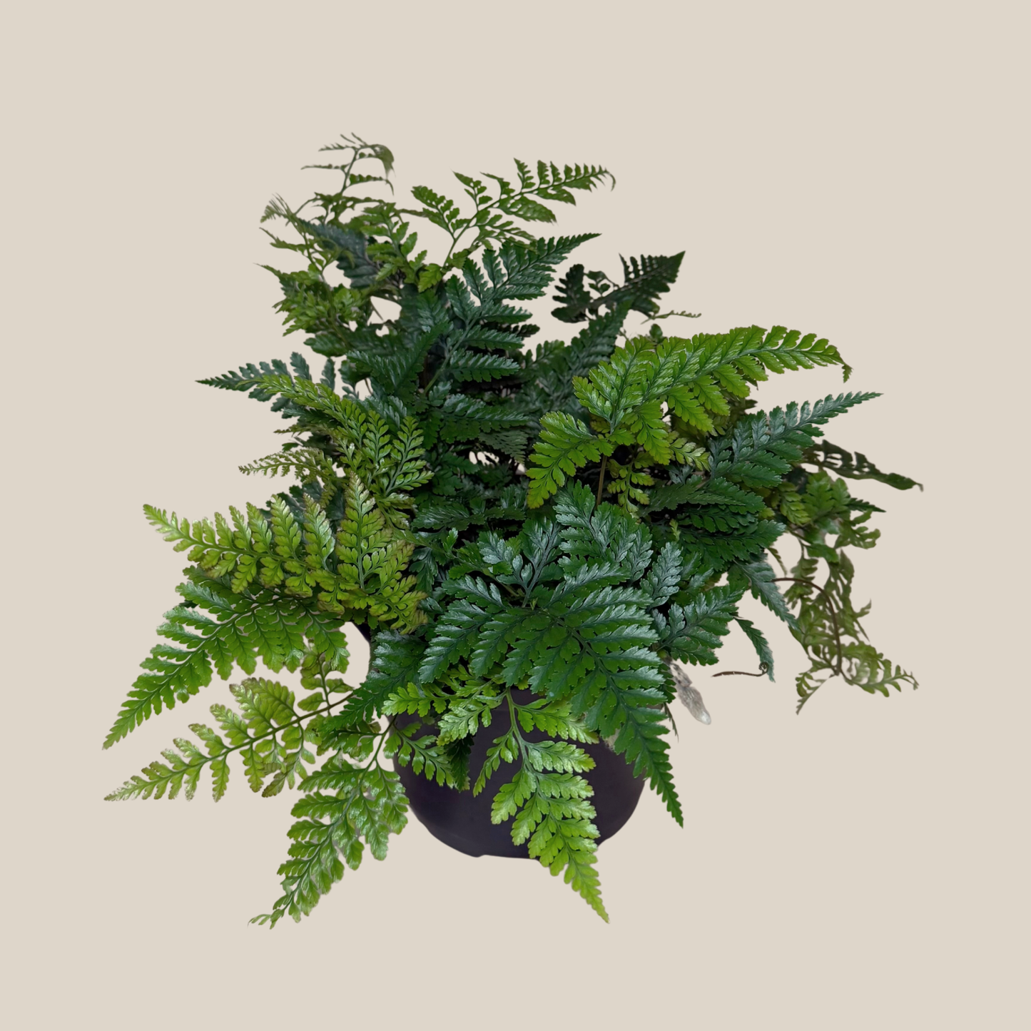 Rabbit Foot Footed Fern (Davallia Fejeensis) - 6 Inch Indoor Houseplant