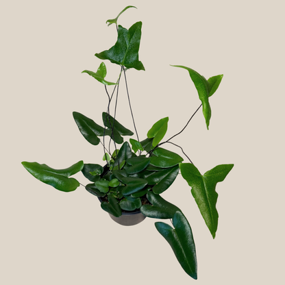 Heart Fern (Hemionitis Arifolia) - 6 Inch Indoor Houseplant
