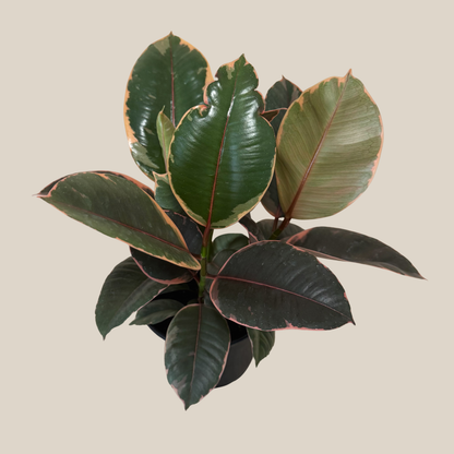 Ruby Rubber Plant (Ficus Elastica 'Ruby') - 6 Inch Indoor Houseplant