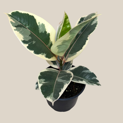 Variegated Rubber Plant (Ficus Elastica 'Tineke') - 6 Inch Indoor Houseplant