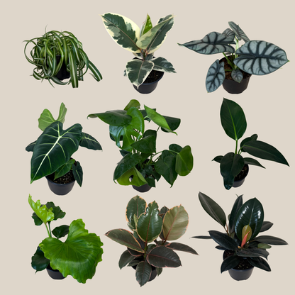 Mystery Foliage 2 Pack - 6 Inch Indoor Houseplants