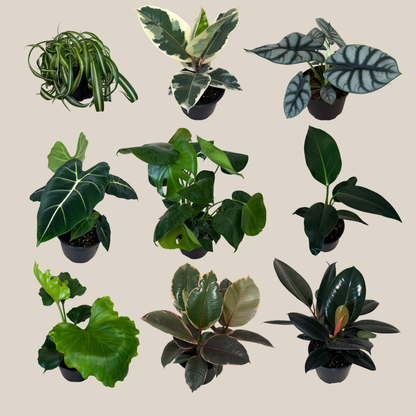 Mystery Foliage 4 Pack - 6 Inch Indoor Houseplants