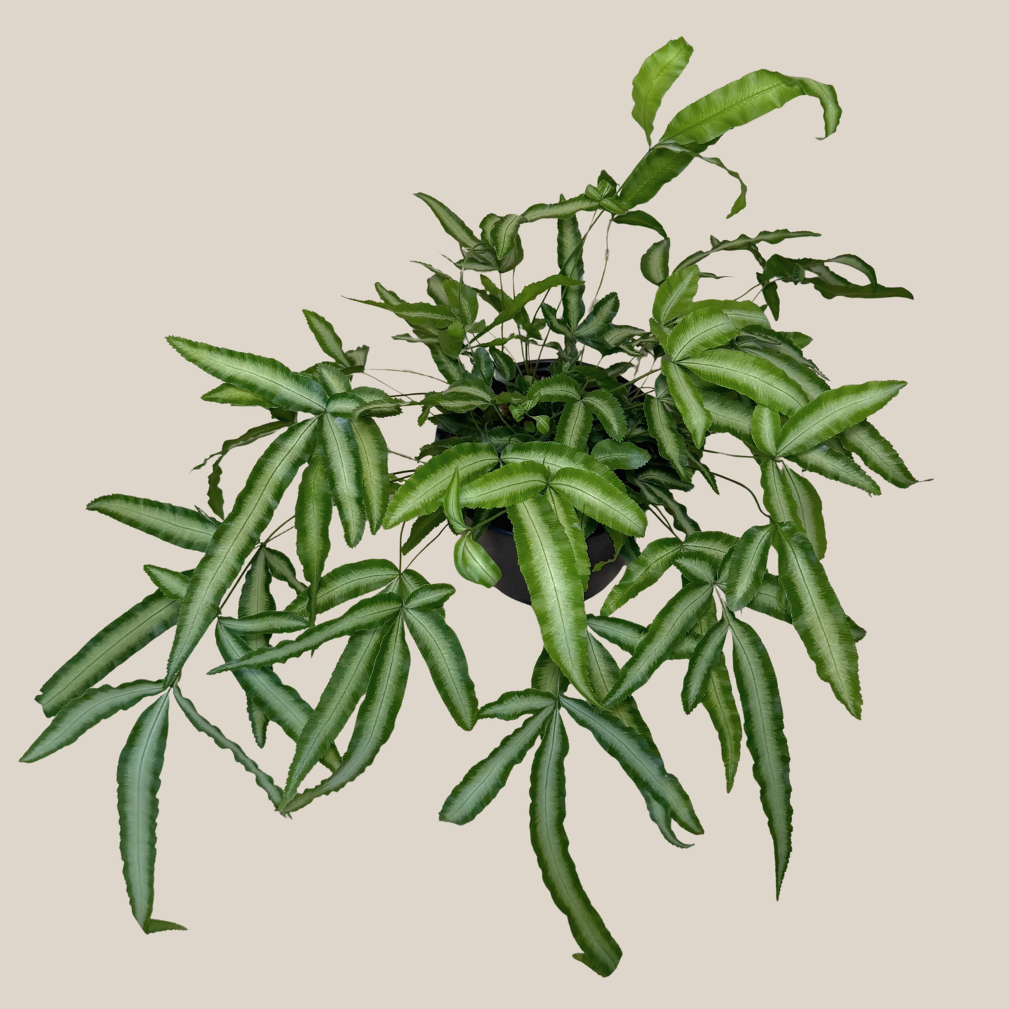 Silver Ribbon Fern (Pteris Cretica 'Albolineata') - 6 Inch Indoor Houseplant