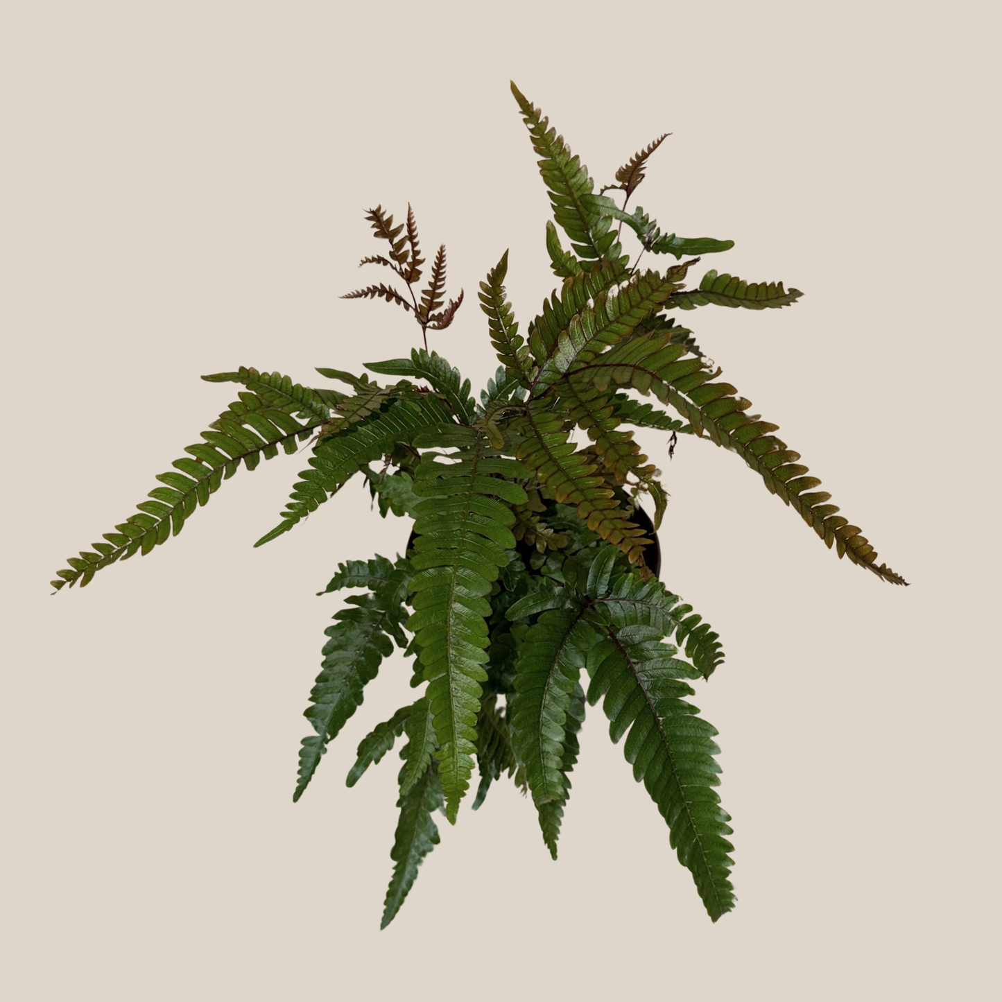Tri-Color Fern (Pteris Quadriaurita 'Tricolor') - 6 Inch Indoor Houseplant
