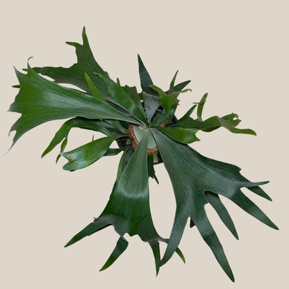 Staghorn Bifurcatum Fern (Platycerium Bifurcatum) - 6 Inch Indoor Houseplant