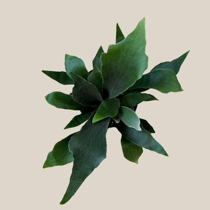 Staghorn Netherlands Fern (Platycerium Bifurcatum 'Netherlands') - 6 Inch Indoor Houseplant