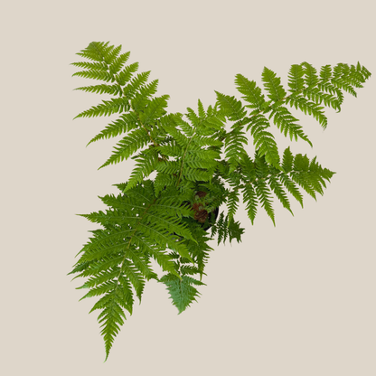 Australian Tree Fern (Cyathea Cooperi) - 6 Inch Indoor Houseplant