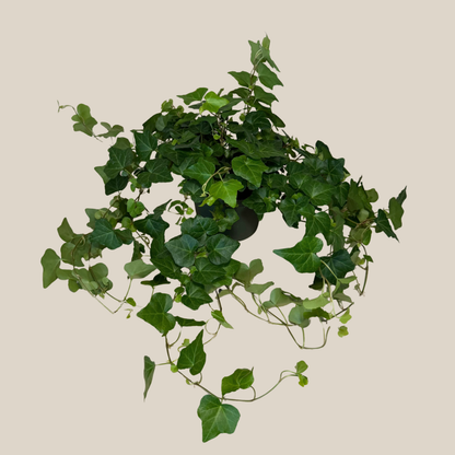Green Ivy (Hedera Helix) - 6 Inch Indoor Houseplant