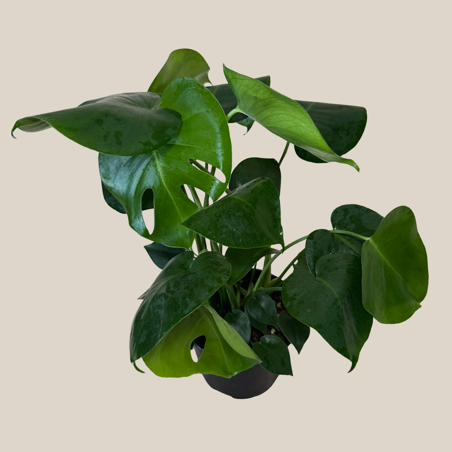 Monstera Deliciosa - 6 Inch Indoor Houseplant