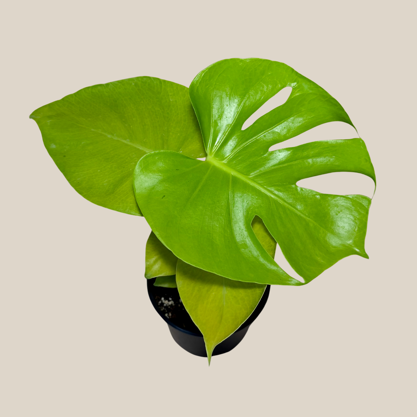 Monstera Super Golden (Monstera Deliciosa 'Aurea') - 6 Inch Indoor Houseplant