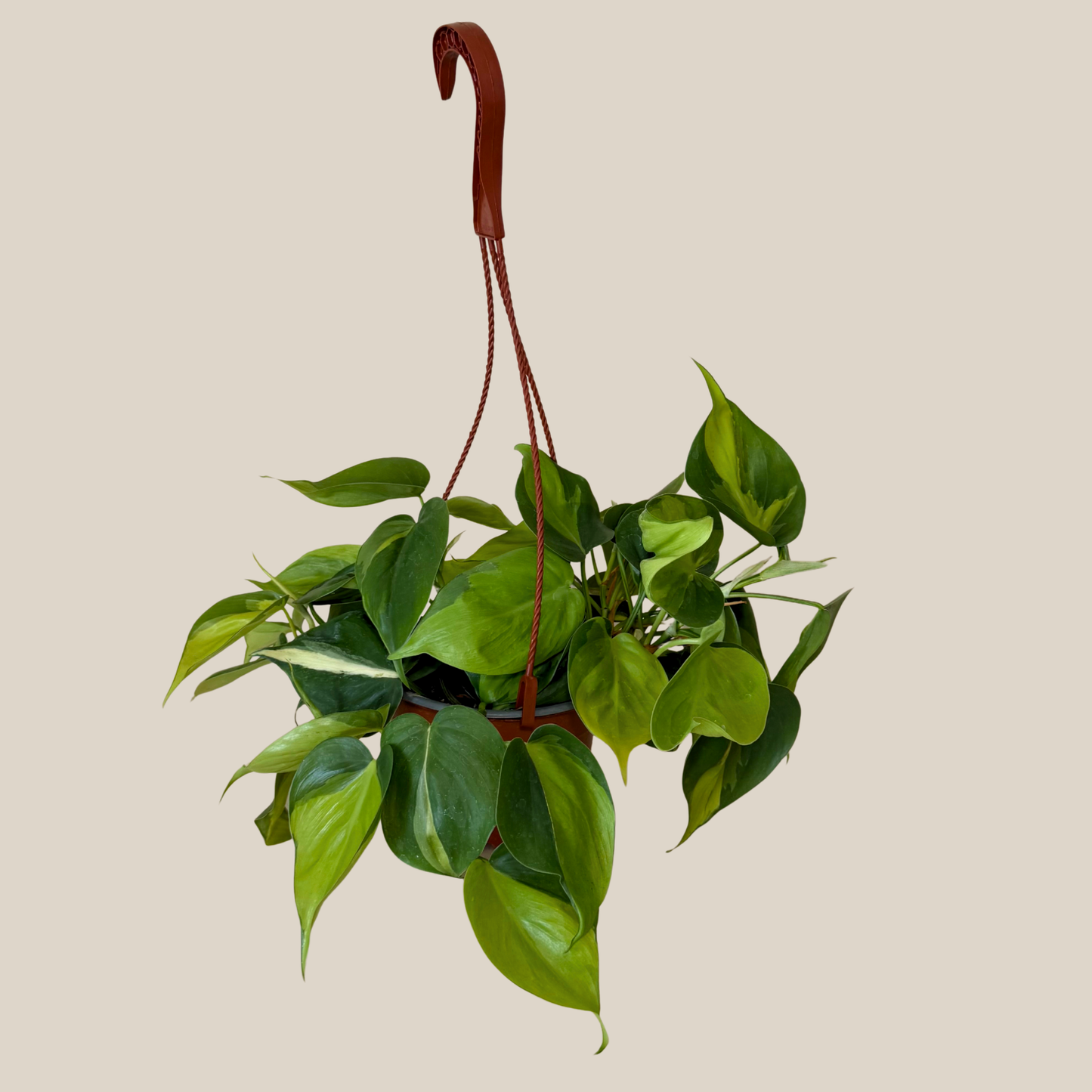 Philodendron Brasil Hanging Basket (Philodendron Hederaceum 'Brasil') - 6 Inch Indoor Houseplant