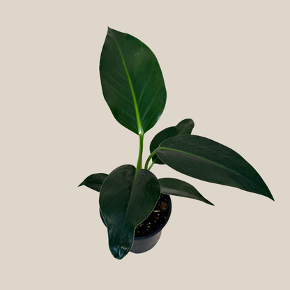 Philodendron Green Congo (Philodendron Tatei 'Congo) - 6 Inch Indoor Houseplant