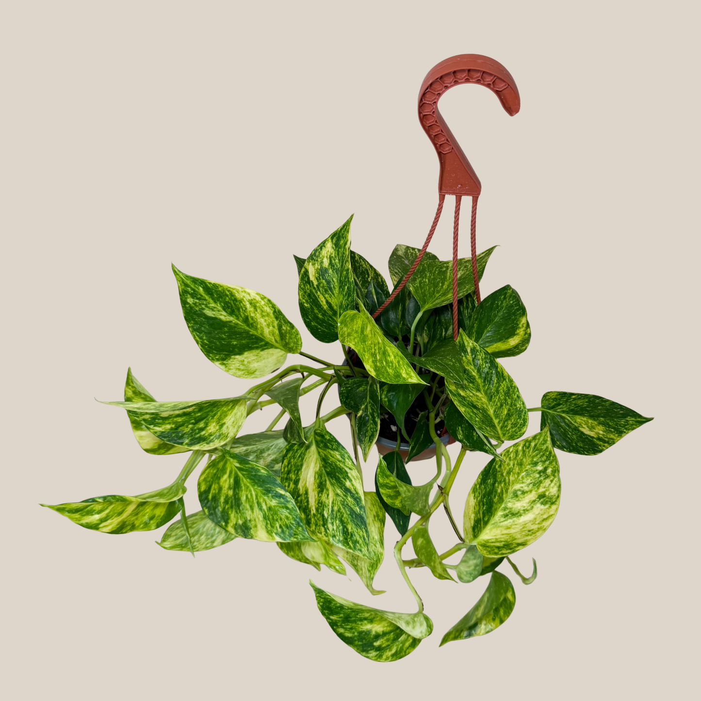 Pothos Hawaiian Hanging Basket (Epipremnum Aureum 'Hawaiian') - 6 Inch Indoor Houseplant