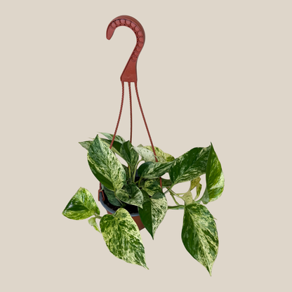 Pothos Marble Queen Hanging Basket (Epipremnum Aureum 'Marble Queen') - 6 Inch Indoor Houseplant