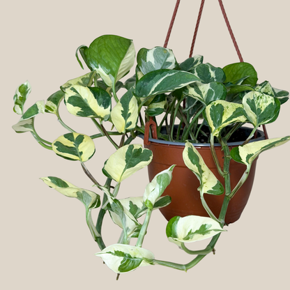 Pothos N'Joy Hanging Basket (Epipremnum Aureum 'N'Joy') - 6 Inch Indoor Houseplant